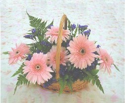 gerbera ieklerinde sepet   zmit iek ve pasta sat grsel hediyelik sunar 0-262-3315989