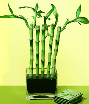  zmit Kocaeli Darca iekileri iinde lider ieki firmamz sizler sayesinde bymektedir  Good Harmony Lucky Bamboo camda