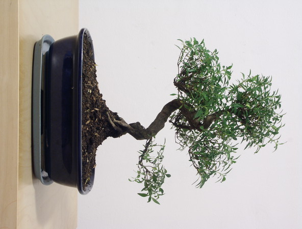 ithal bonsai saksi iegi  zmit Dilovas iek servisi , ieki adresleri 