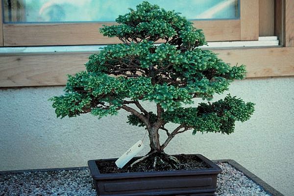 ithal bonsai saksi iegi  zmit anadolu ve avrupa yakas hzl kaliteli ieki dkkan 