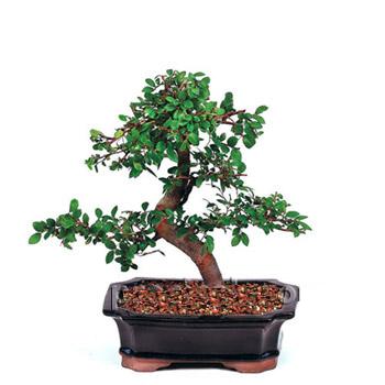 ithal bonsai saksi iegi  zmit Dilovas iek servisi , ieki adresleri 