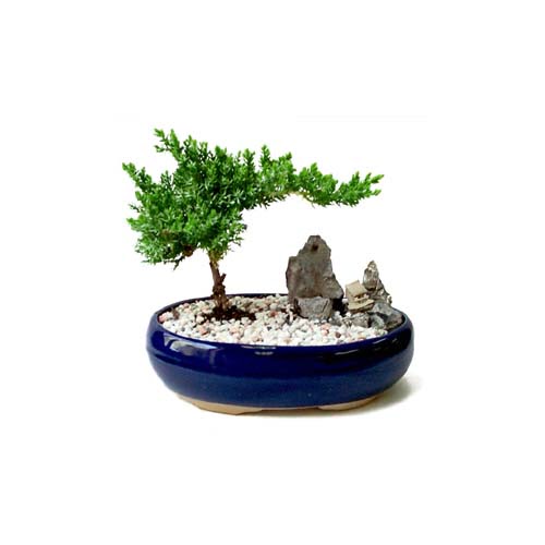 ithal bonsai saksi iegi  zmit Krfez her semtine iek gnderin 