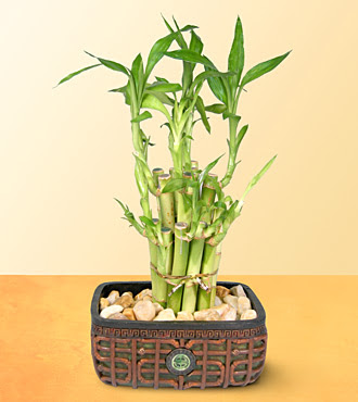 Lucky Bamboo  saksi iegi  zmit yurtii ve yurtd iek siparii 