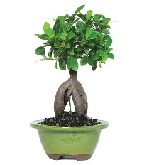 Bonsai saks iei  zmit Kocaeli Krfez online ieki , iek siparii 