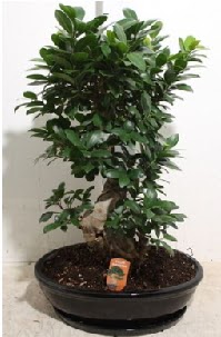 75 CM Ginseng bonsai Japon aac  Kocaeli yurt d iek siparii vermek iin doru yerdesiniz. Bizi arayn 0-262-3315989 