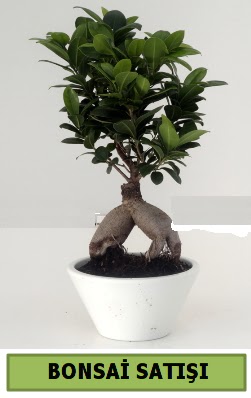 Bonsai japon aac sat  Kocaeli iek sitemizden yeliksiz online sipari verebilirsiniz 