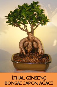 thal japon aac ginseng bonsai sat  zmit Kocaeli Gebze nternetten iek siparii verebilirsiniz. 