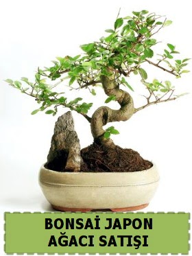 Bonsai japon  aac sat Minyatr thal  zmit Kocaeli Yenikent iekileri firmamz kaliteli taze ve ucuz iekler sunar 