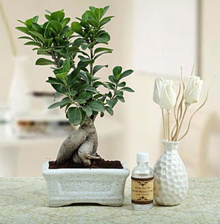 Ginseng ficus bonsai  zmit gvenli kaliteli hzl iek 