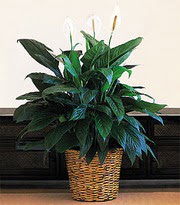  zmit iinde muhteem ve etkili hediyelikler  Large Spathiphyllum