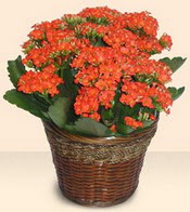  Kocaeli iek sitemizden yeliksiz online sipari verebilirsiniz  Large Kalanchoe in Basket