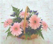 gerbera ieklerinde sepet   zmit iek ve pasta sat grsel hediyelik sunar 0-262-3315989