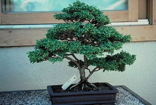 ithal bonsai saksi iegi  zmit anadolu ve avrupa yakas hzl kaliteli ieki dkkan 