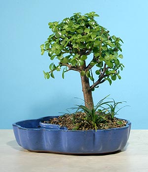 ithal bonsai saksi iegi  zmit gvenli kaliteli hzl iek 