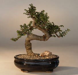 ithal bonsai saksi iegi  zmit anadolu ve avrupa yakas hzl kaliteli ieki dkkan 