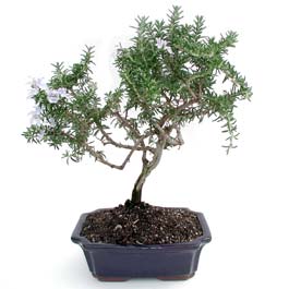 ithal bonsai saksi iegi  zmit pasta ,iek ve tatl gnderme firmas 