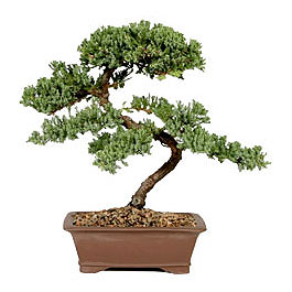 ithal bonsai saksi iegi  zmit iek gnderme firmas 