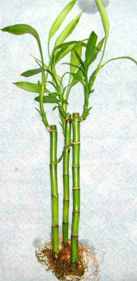 Lucky Bamboo 3 adet vazo hediye edilir   zmit Kocaeli Glck iek yolla , iek gnder , ieki  