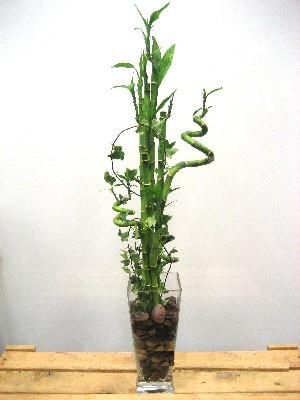 Lucky Bamboo sans melegi iegi  zmit Kocaeli Glck iek yolla , iek gnder , ieki  