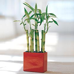 Lucky Bamboo sans melegi iegi  zmit 14 ubat sevgililer gn iek siparii verin mutlu edin 