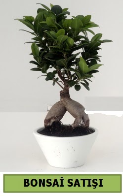 Bonsai japon aac sat  Kocaeli iek sitemizden yeliksiz online sipari verebilirsiniz 