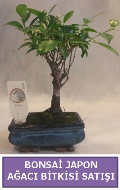 thal Bonsai japon aac bitkisi sat  zmit Kocaeli Gebze nternetten iek siparii verebilirsiniz. 