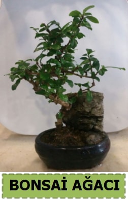 Bonsai aac japon aac sat  Kocaeli yurt d iek siparii vermek iin doru yerdesiniz. Bizi arayn 0-262-3315989 